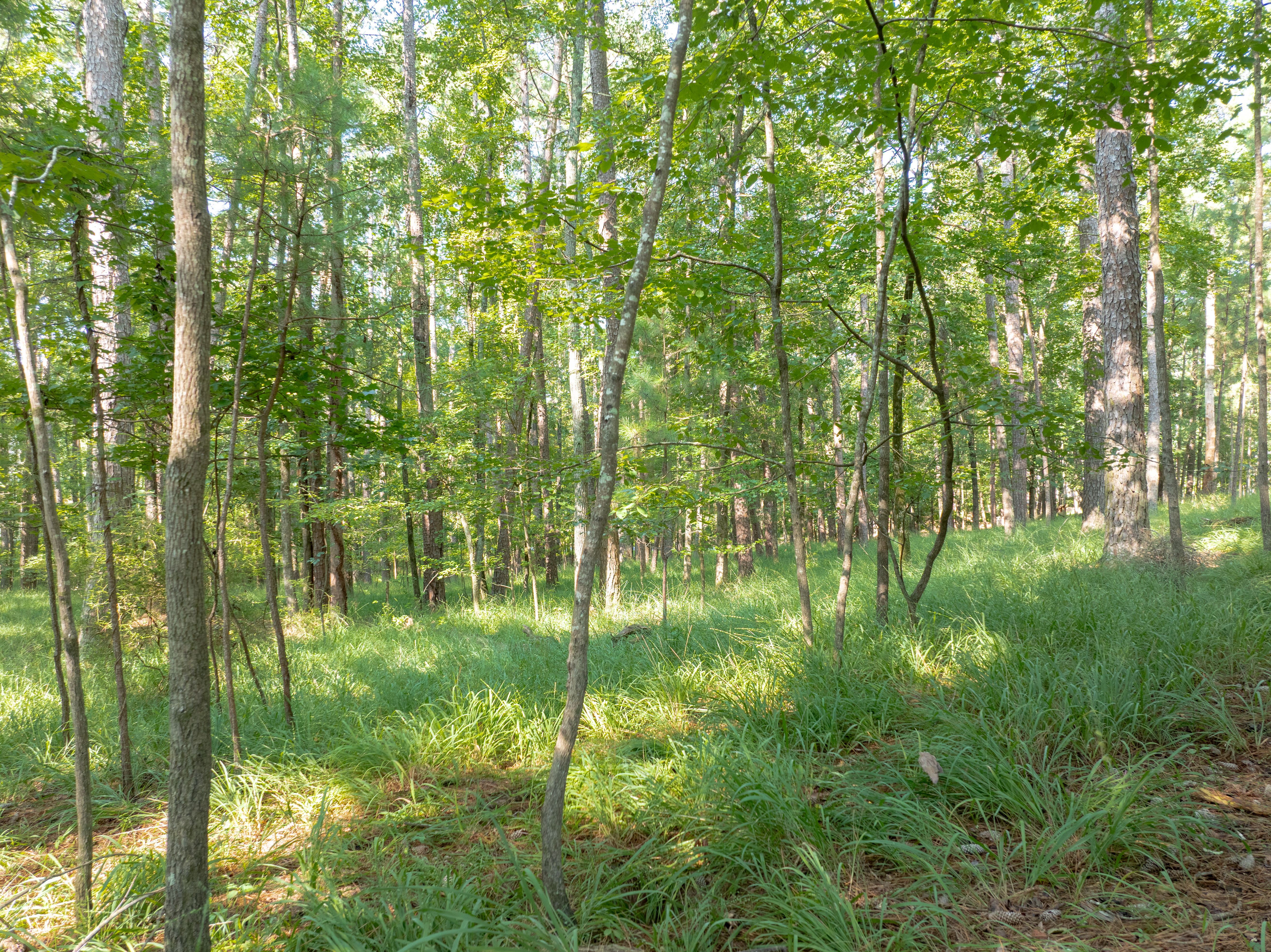 1010 Wrayswood Circle image 6